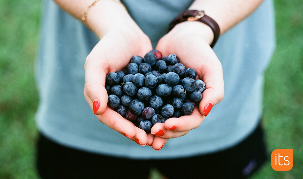 En person med blåbær i hænderne.